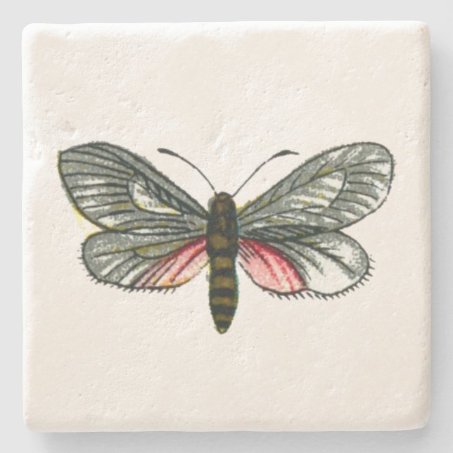 Aglaope infausta - Almond-Tree Leaf Skeletonizer Stone Coaster (Front)