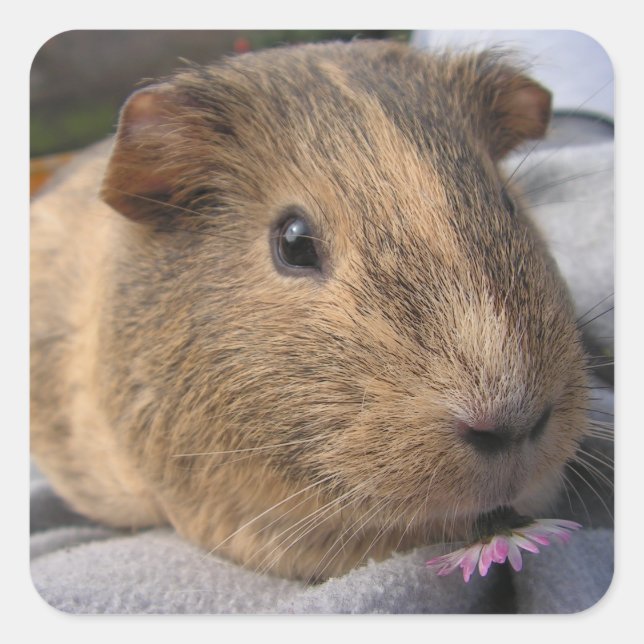 Agouti Guinea Pig with Pink Flower Square Sticker (Front)