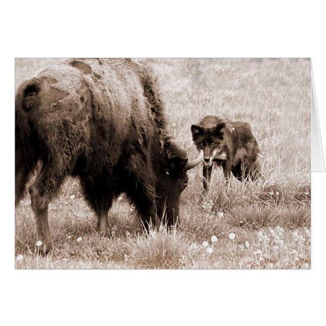 Agressive bison and black wolf (Front Horizontal)