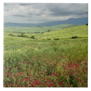 Agricultural field, Tuscany region of Italy. Tile