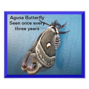 Aguna Butterfly Photo Enlargement Print