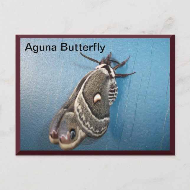 Aguna Butterfly Postcard #2 (Front)