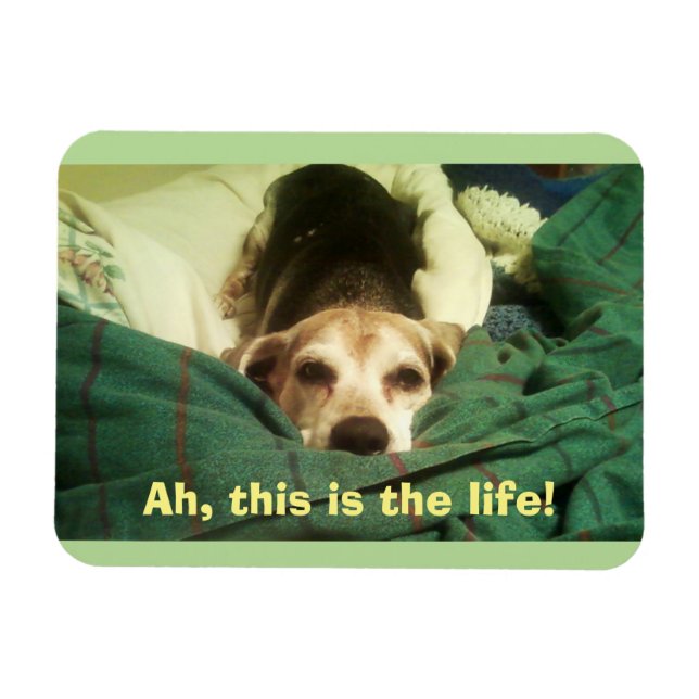 "Ah, This Is the Life!" Beagle 3x4 Fridge Magnet (Horizontal)