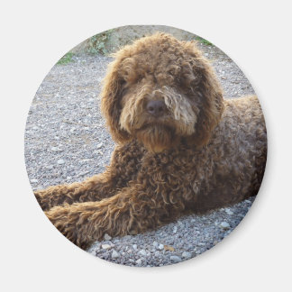 aimant avec lagotto marron magnet