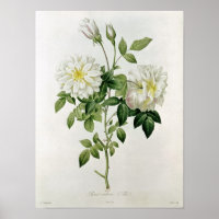 Aime Vibere  engraved by Eustache Hyacinthe