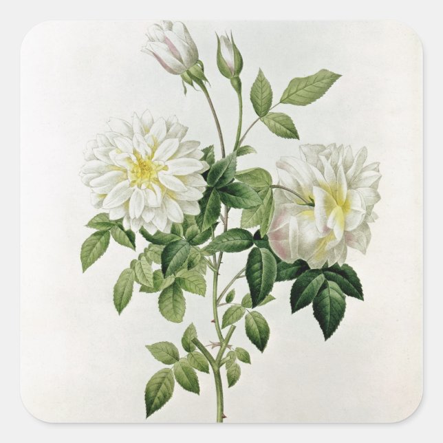 Aime Vibere  engraved by Eustache Hyacinthe Square Sticker (Front)