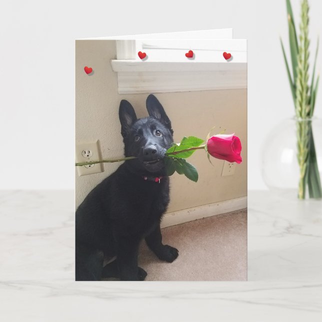 Ain't No Puppy Love with Red Rose Valentine Card (Front)