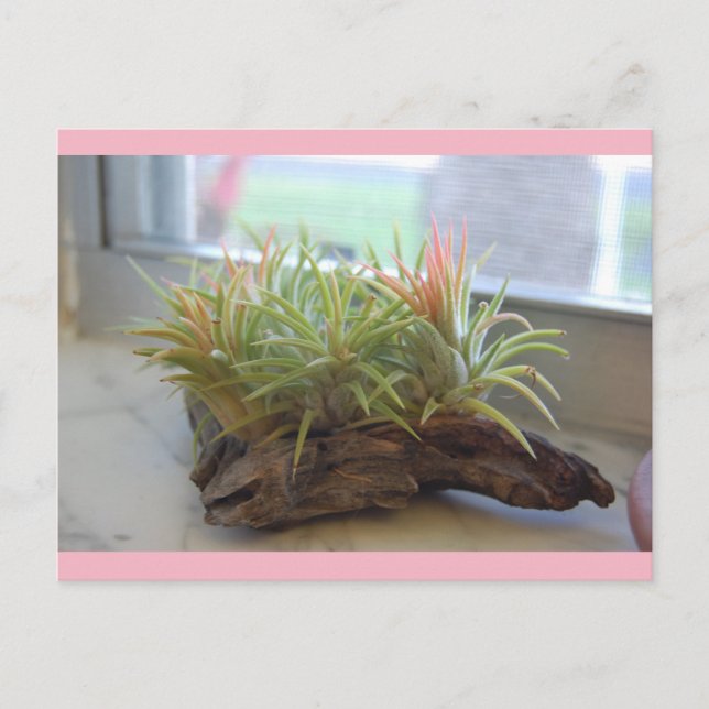 Air Plant postcard (Front)