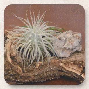 Air Plant Tillandsia Tectorum Coaster
