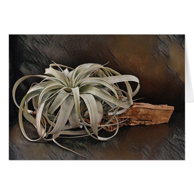 Air Plant Xerographica (Front Horizontal)