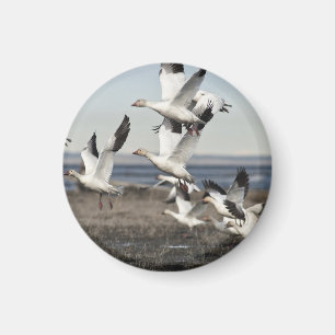 Airborne Snow Geese Magnet