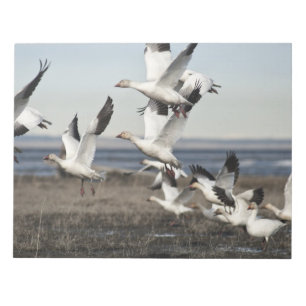 Airborne Snow Geese Notepad