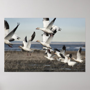Airborne Snow Geese Poster