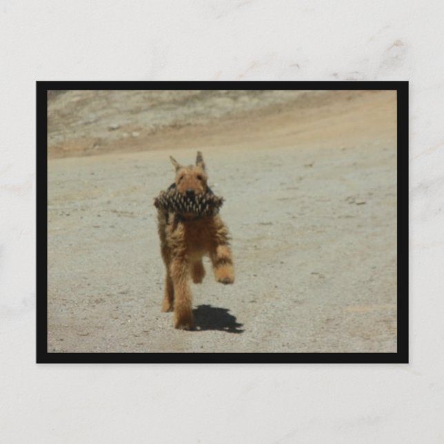 Airedale Dog Postcard (Front)