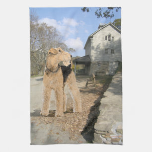 Airedale in the Stable Yard Tea Towel