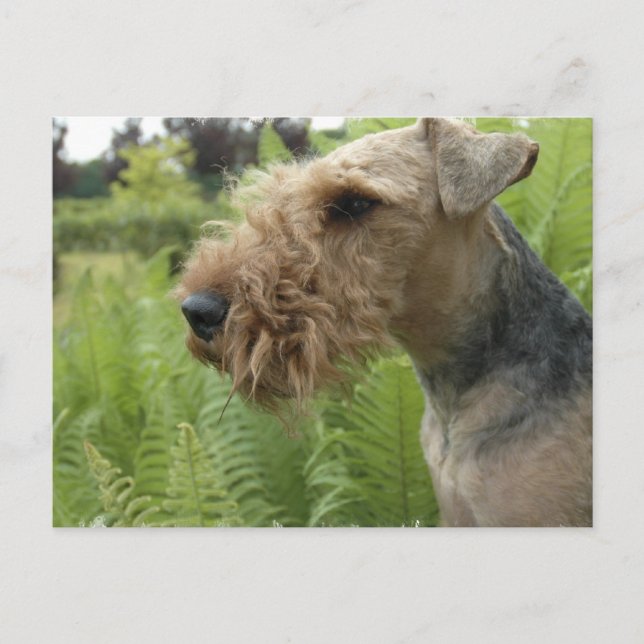 Airedale Postcard (Front)