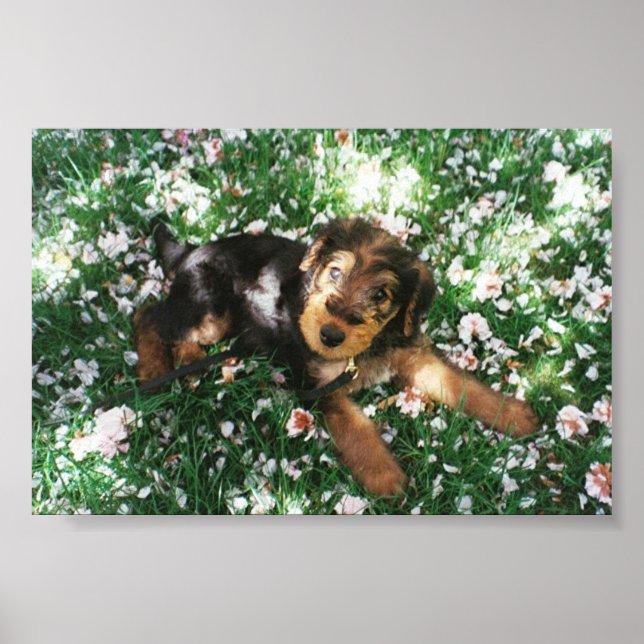 Airedale pup in flowerfield poster (Front)