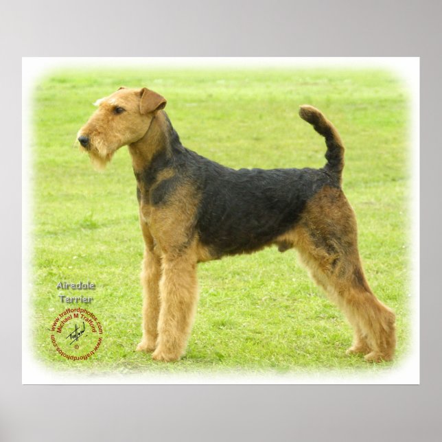 Airedale Terrier 8T092D-16 Poster (Front)
