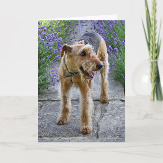 Airedale Terrier Blank Greeting Card