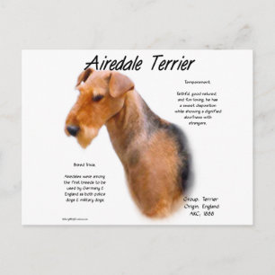 Airedale Terrier History Postcard