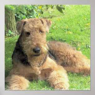Airedale Terrier Photo Print