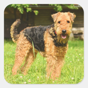 Airedale Terrier Puppy Dog  Square Sticker