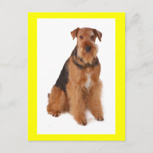 Airedale Terrier Puppy Dog Yellow Postcard