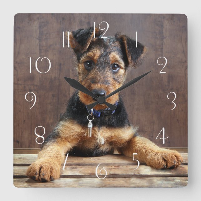 Airedale terrier puppy square wall clock (Front)