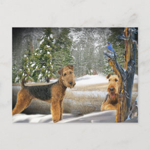 Airedale Terrier Winter Day gifts Postcard