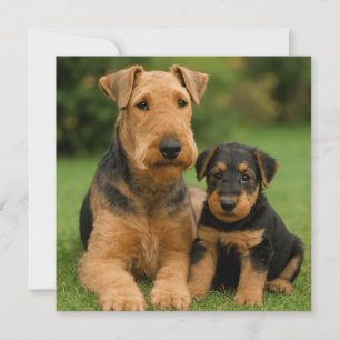 Airedale Terrier With Puppy Holiday Card