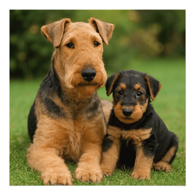 Airedale Terrier With Puppy Photo Print (Front)