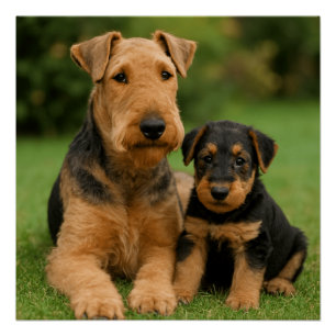 Airedale Terrier With Puppy Poster