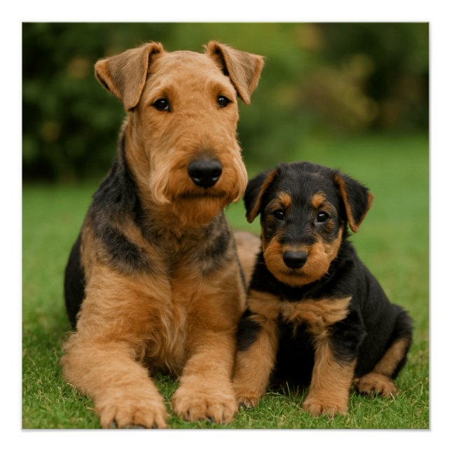 Airedale Terrier With Puppy Poster (Front)