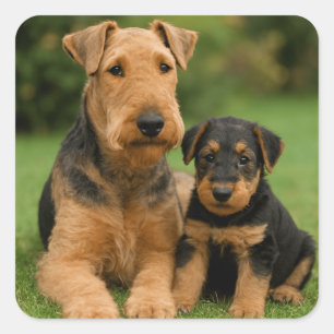 Airedale Terrier With Puppy Square Sticker