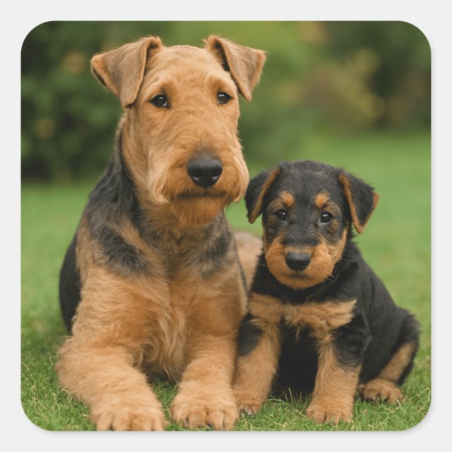 Airedale Terrier With Puppy Square Sticker (Front)