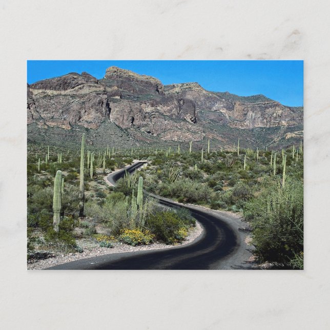 Ajo Mountains, Organ Pipe Cactus National Monument Postcard (Front)