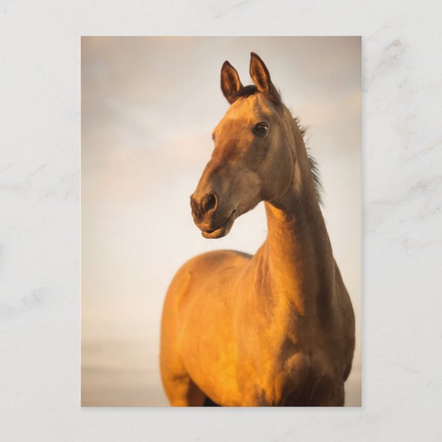 Akhal teke at sunset postcard (Front)