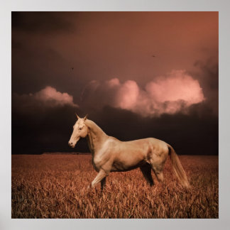 Akhal-teke horse on sunset poster