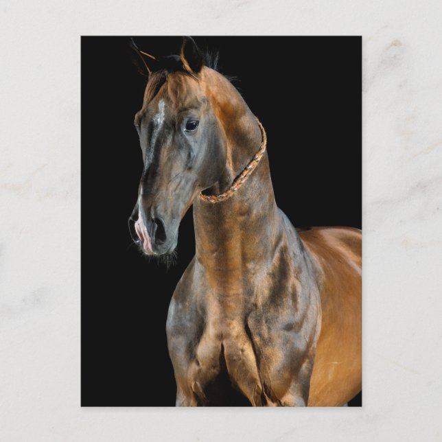 Akhal-Teke Horse Postcard (Front)