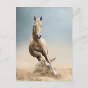 Akhal-Teke Horse Postcard