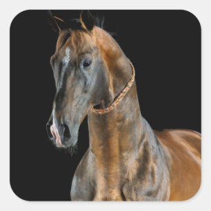 Akhal-Teke Horse Square Sticker