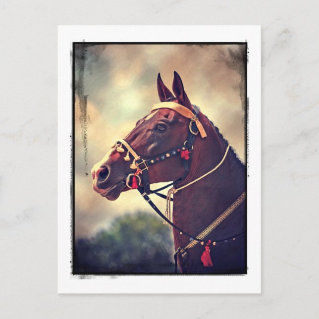 Akhal Teke Postcard (Front)