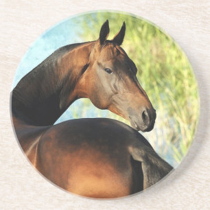 Akhal-teke stallion coaster