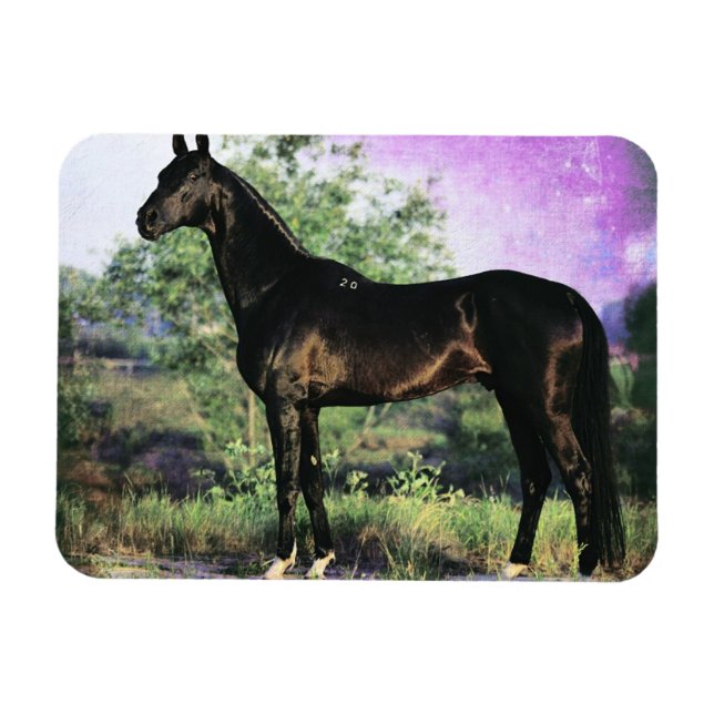 Akhal-teke Stallion Magnet (Horizontal)