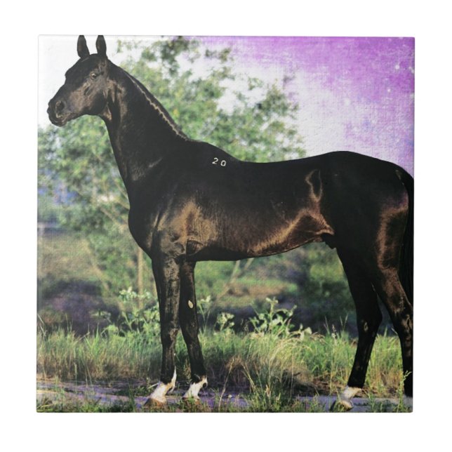 Akhal-teke stallion tile (Front)