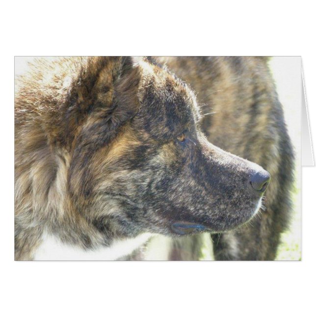 Akita Cards (Front Horizontal)