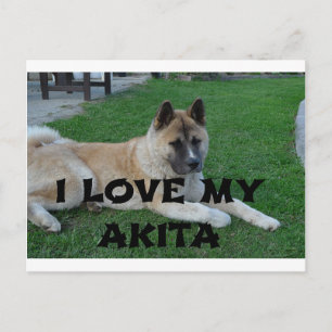 akita fawn laying love w pic postcard