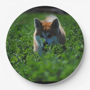 akita-in field paper plate