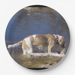 akita in water paper plate