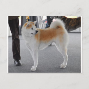 Akita Inu Dog In A Dog Show Postcard